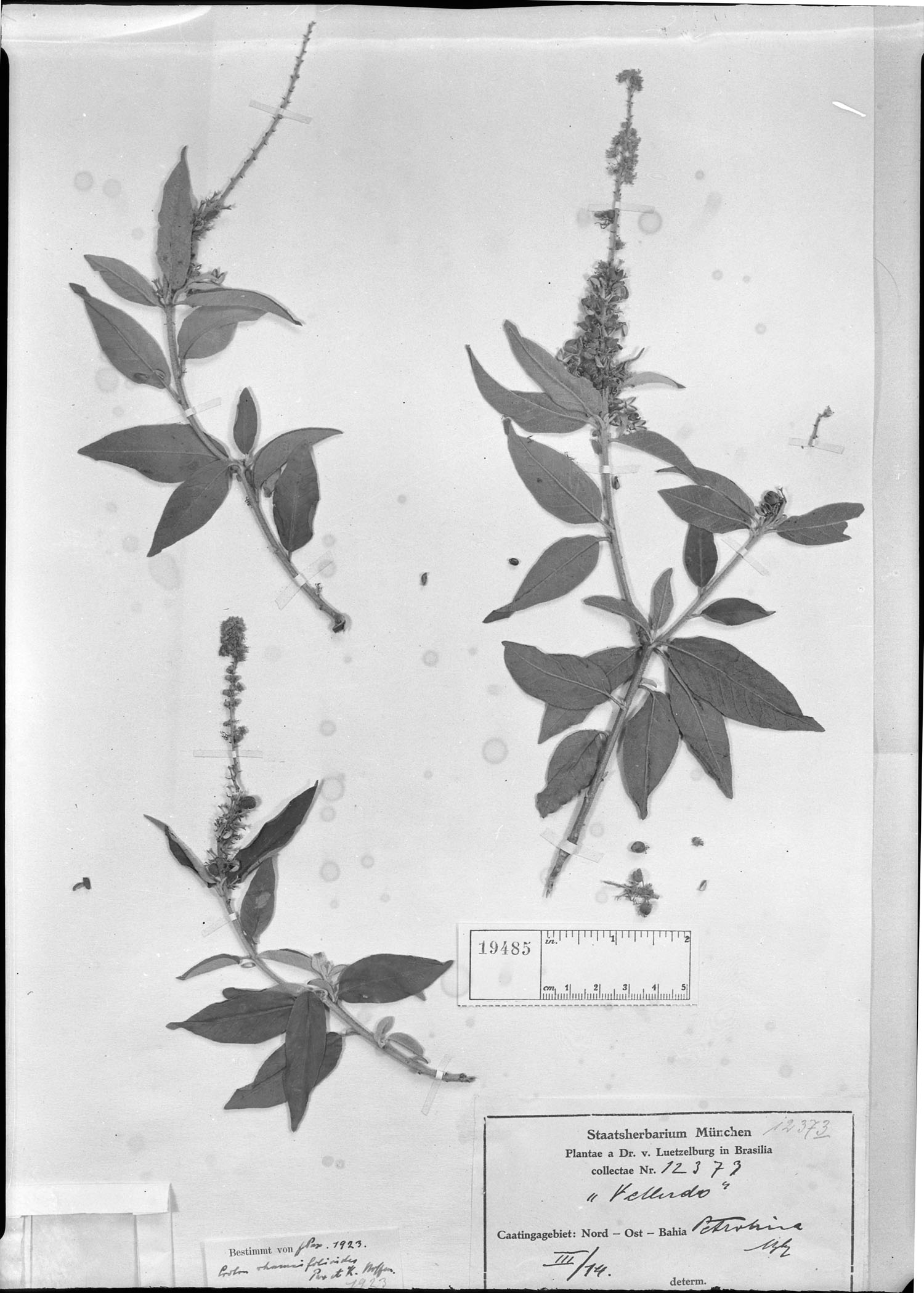 Croton rhamnifolioides image