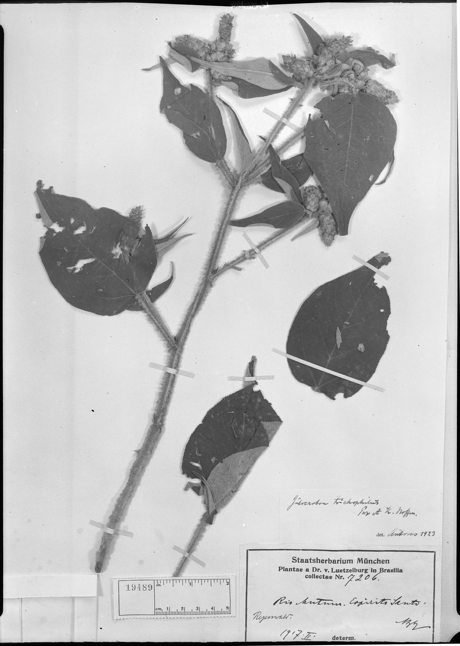Croton trichophilus image