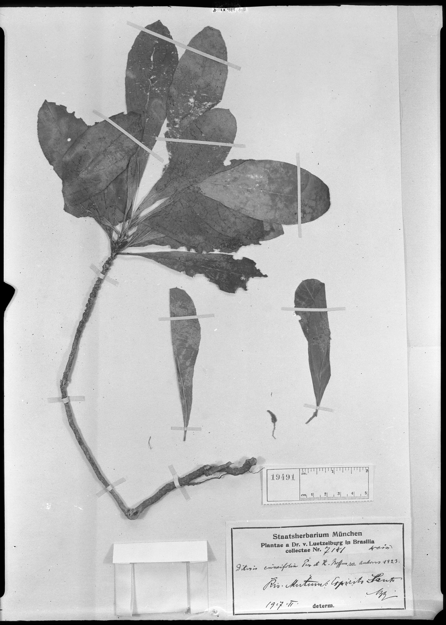 Ditaxis cuneifolia image