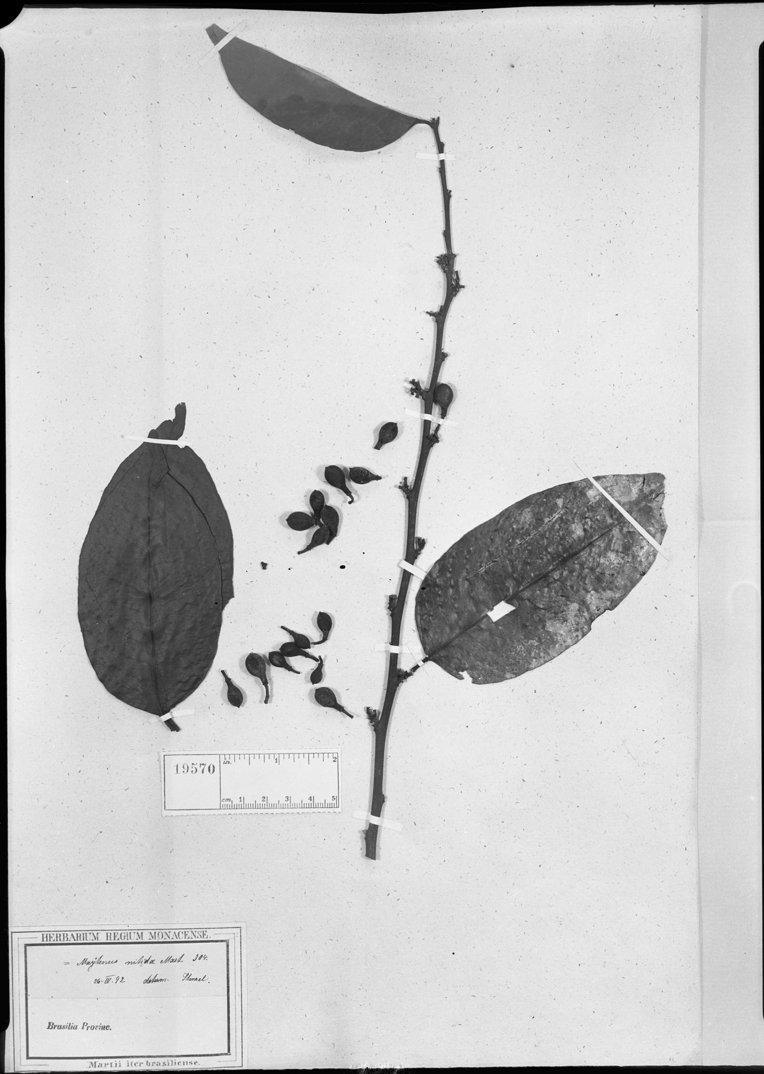 Monteverdia nitida image