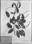 Gouania pyrifolia image