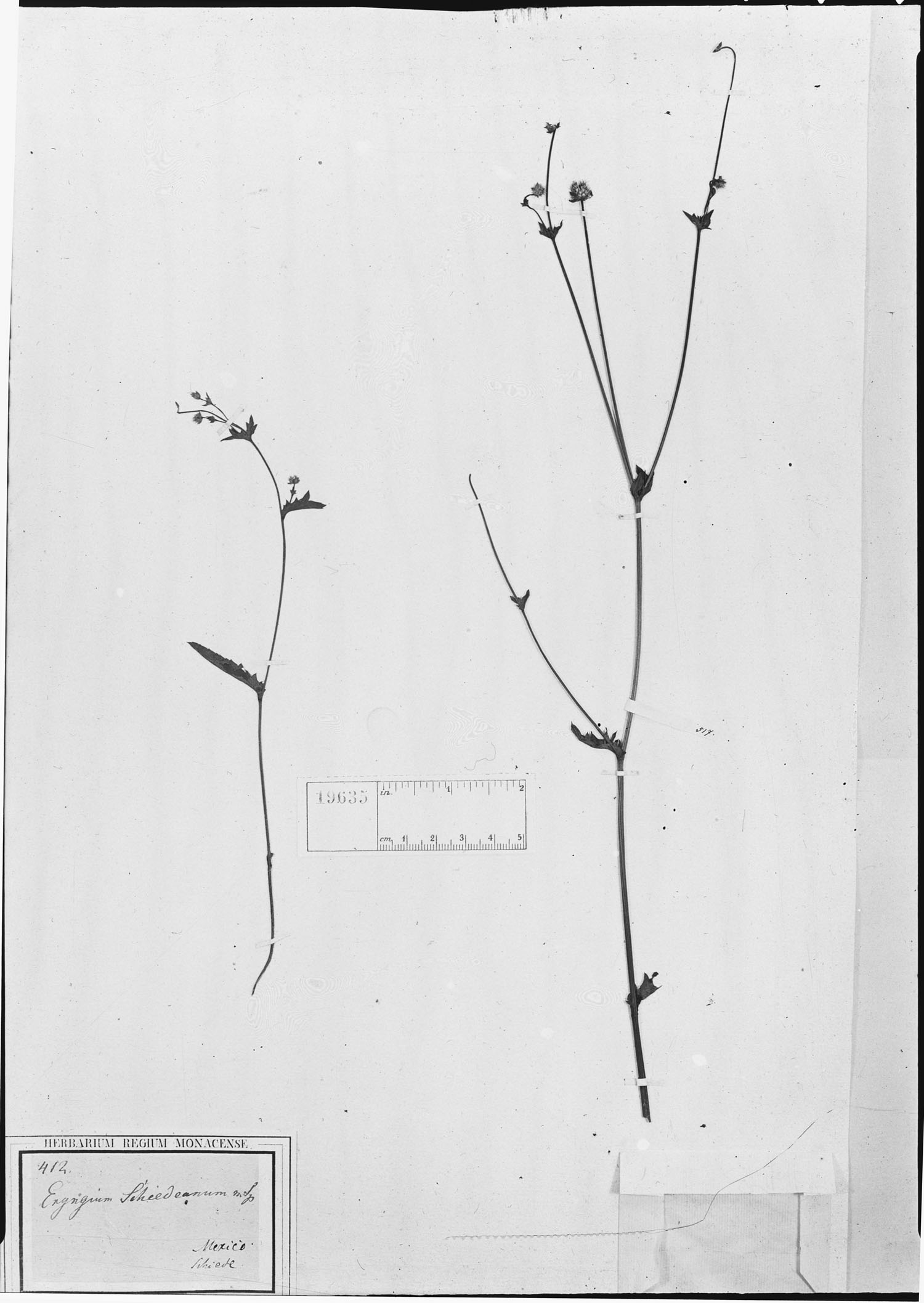 Eryngium schiedeanum image