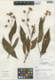 Begonia buddleiifolia image
