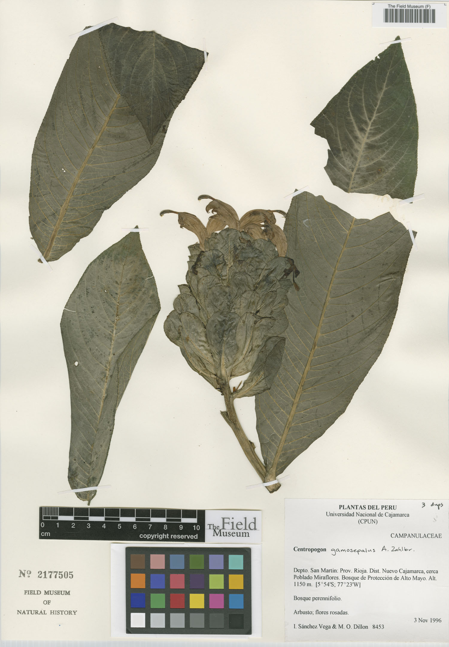 Centropogon gamosepalus image