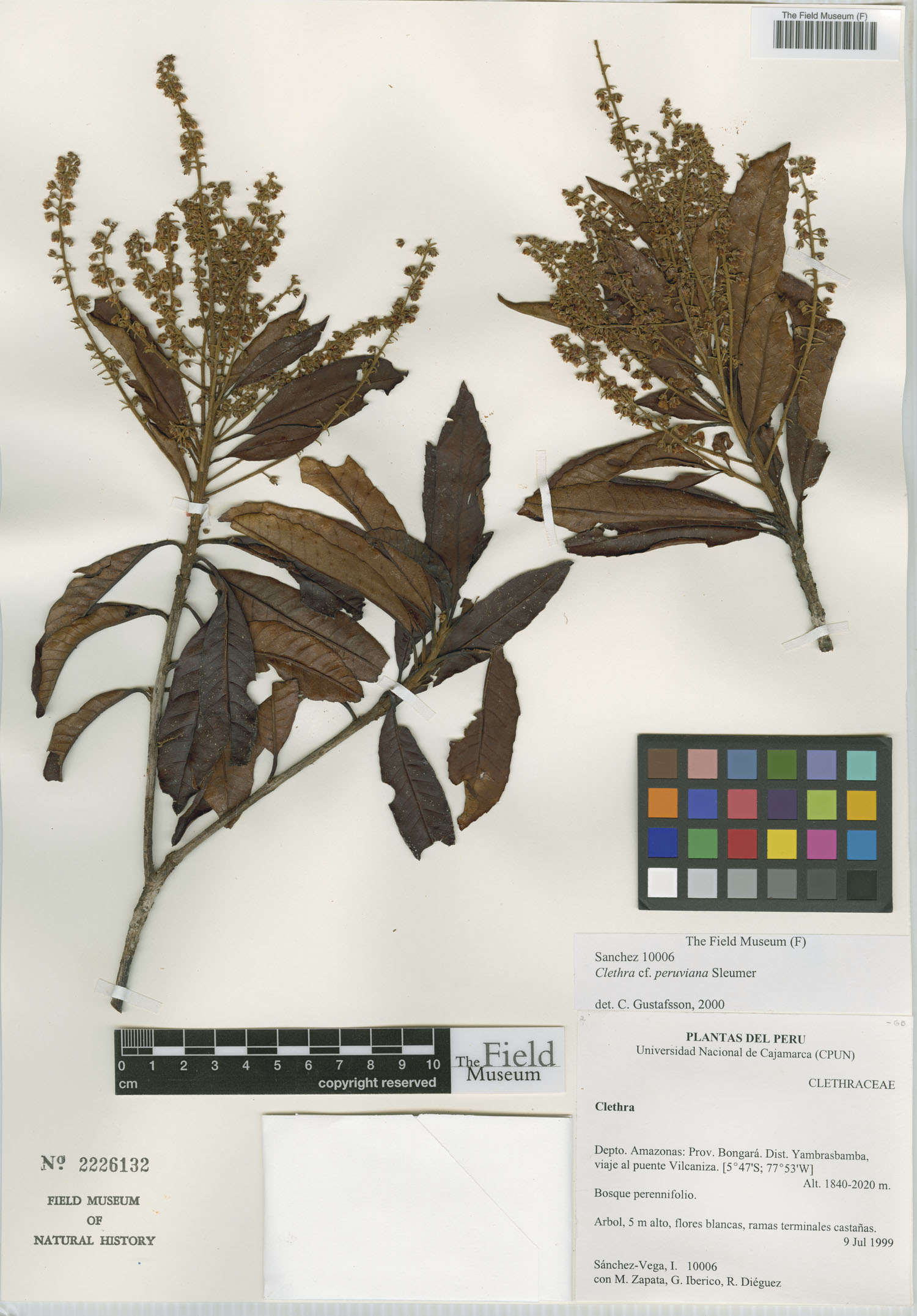 Clethra peruviana image