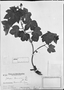Jatropha ribifolia image
