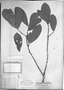 Pouteria glomerata subsp. glomerata image