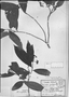 Ardisia angustifolia image