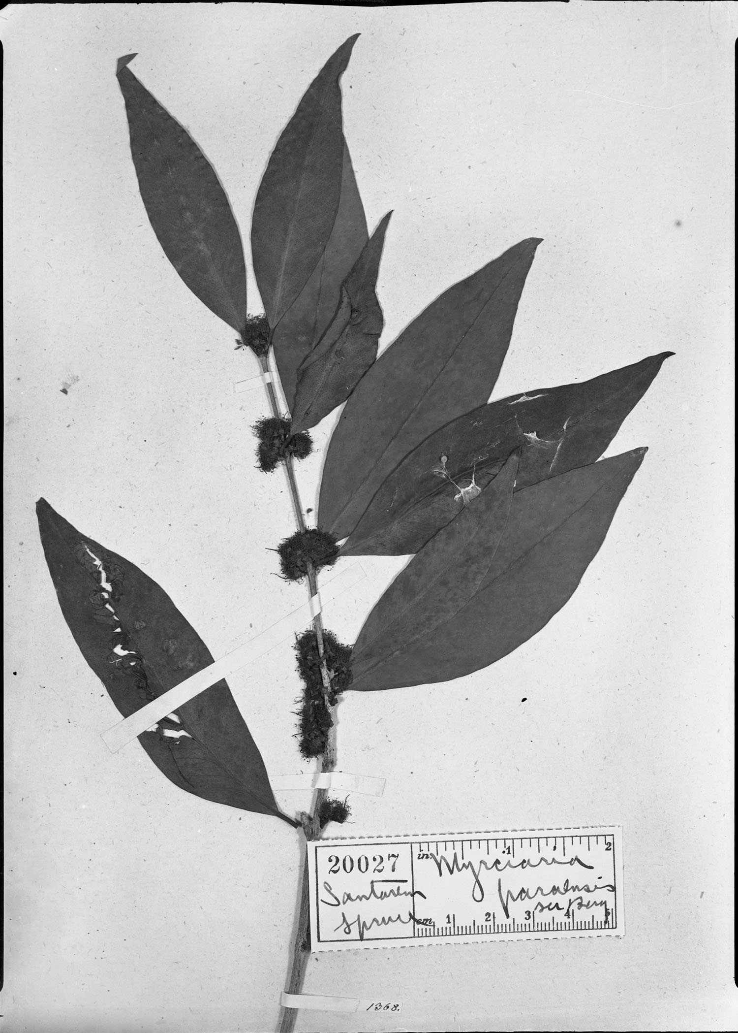 Myrciaria paraensis image