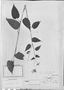 Pavonia hexaphylla image