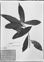 Caamembeca grandifolia image