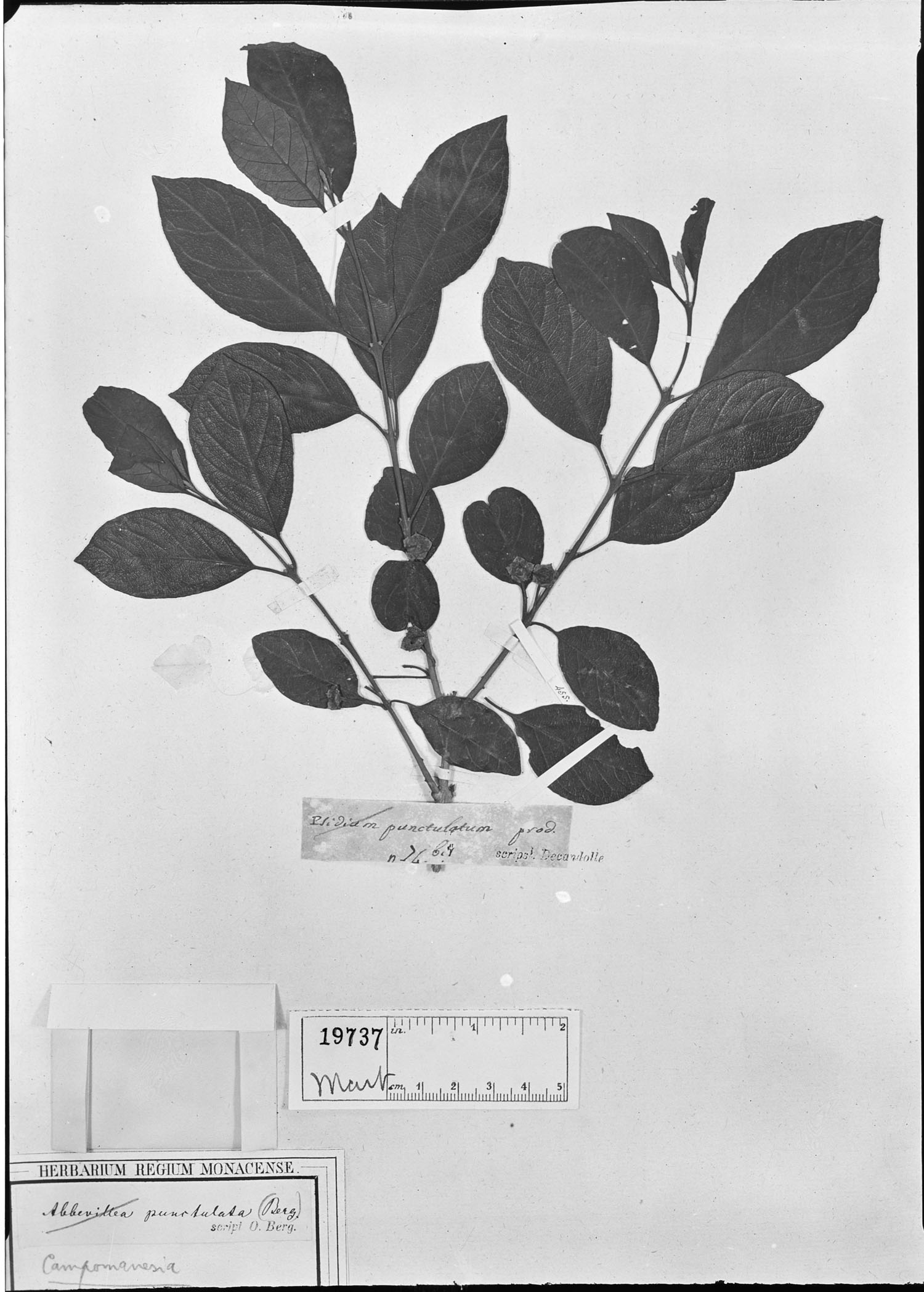 Campomanesia guaviroba image