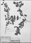Campomanesia eugenioides var. desertorum image
