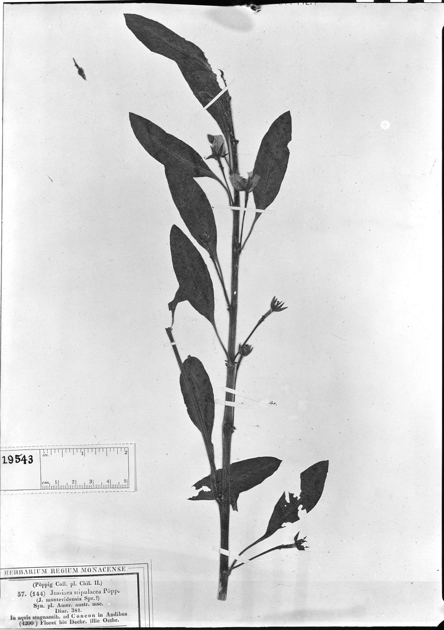 Ludwigia peploides subsp. stipulacea image
