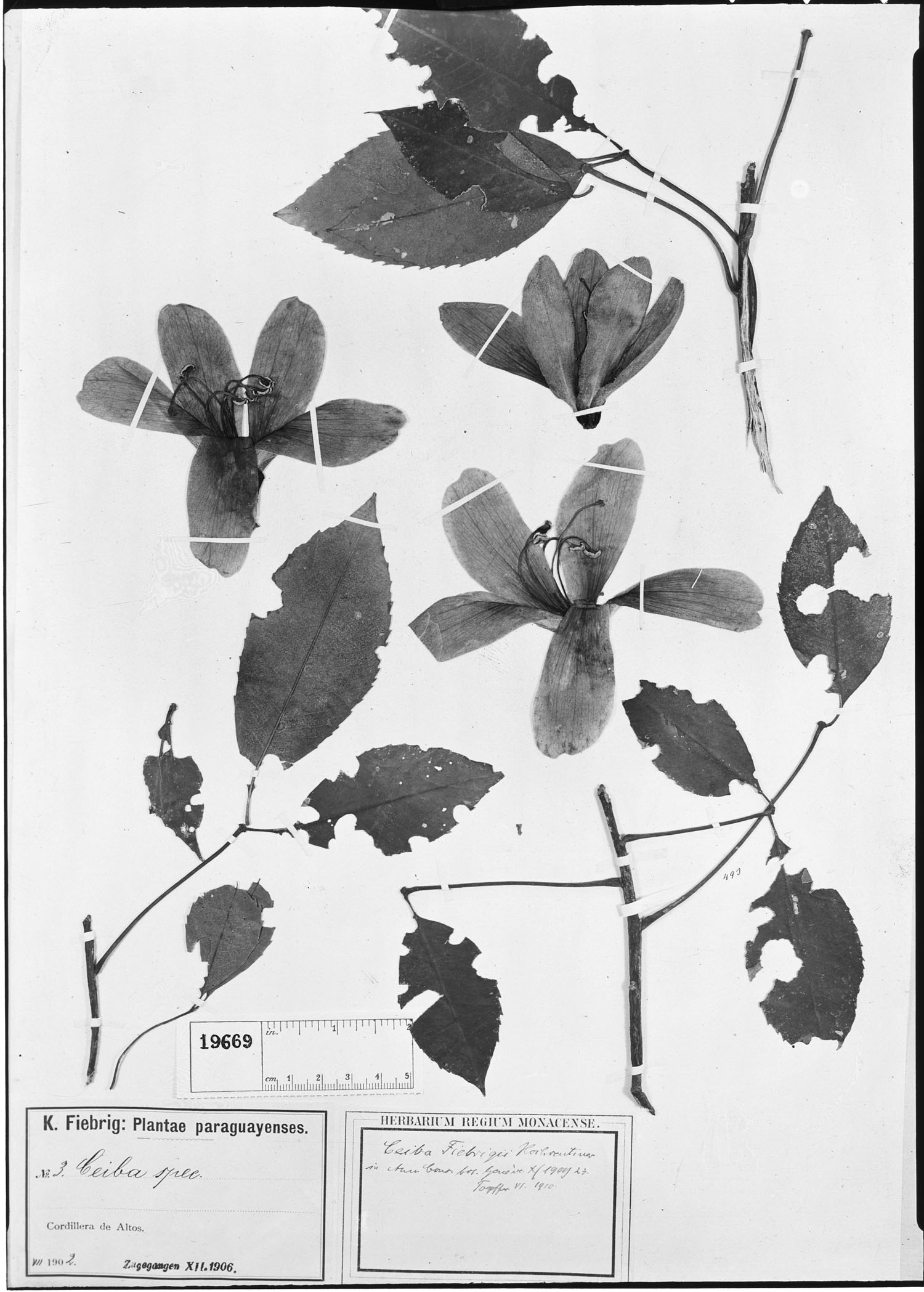 Ceiba pubiflora image