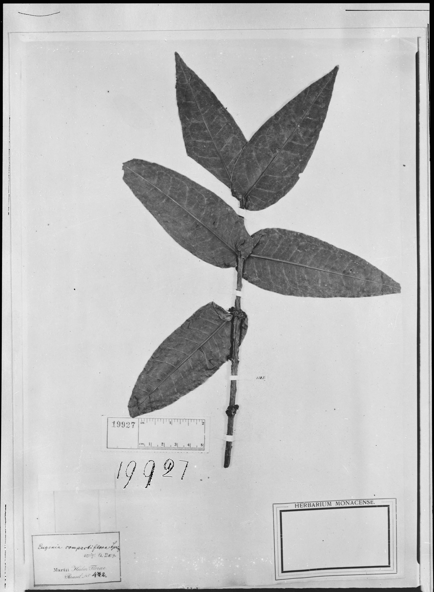 Eugenia compactiflora image