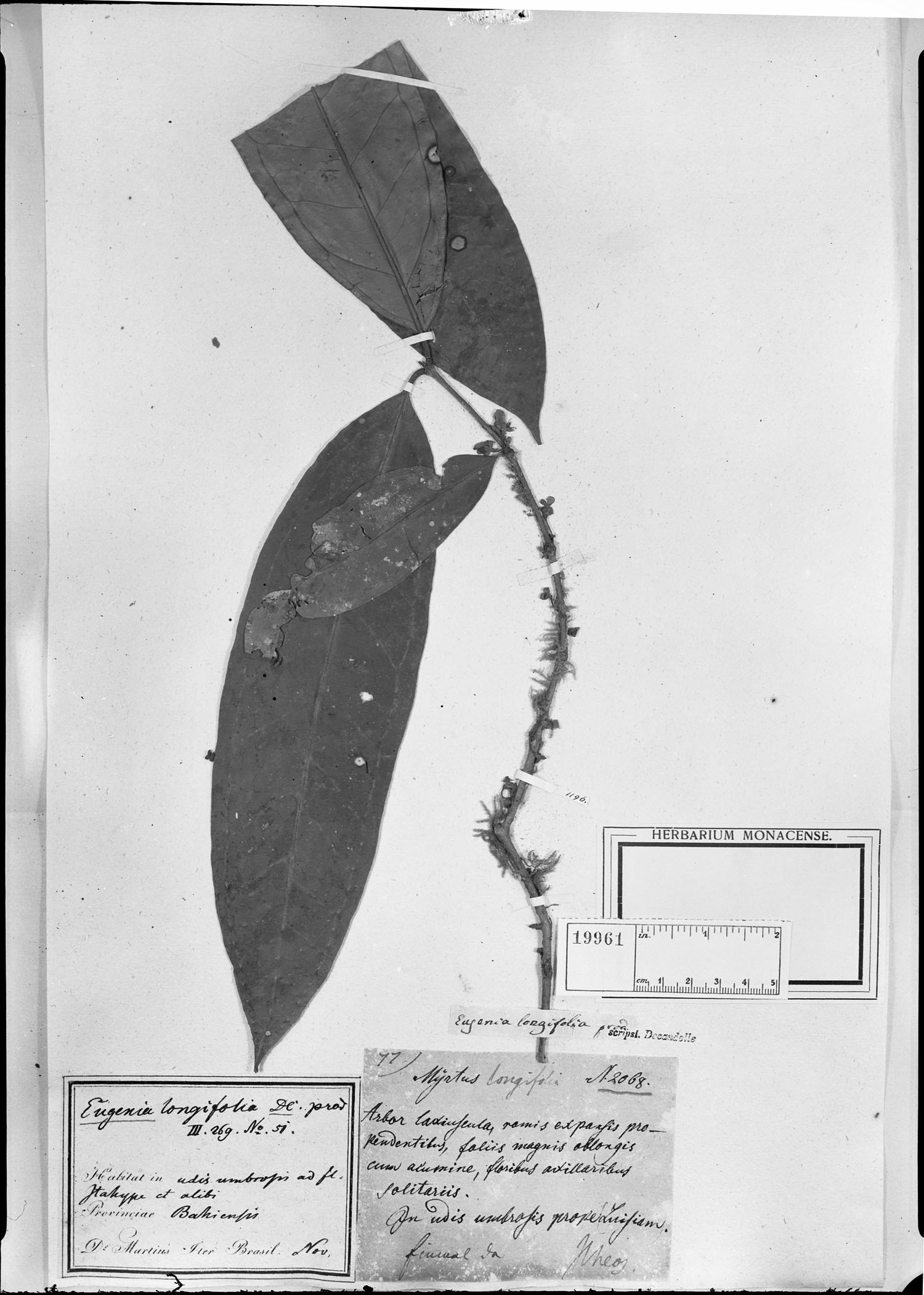 Eugenia longifolia image