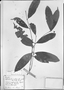 Eugenia pauciflora image
