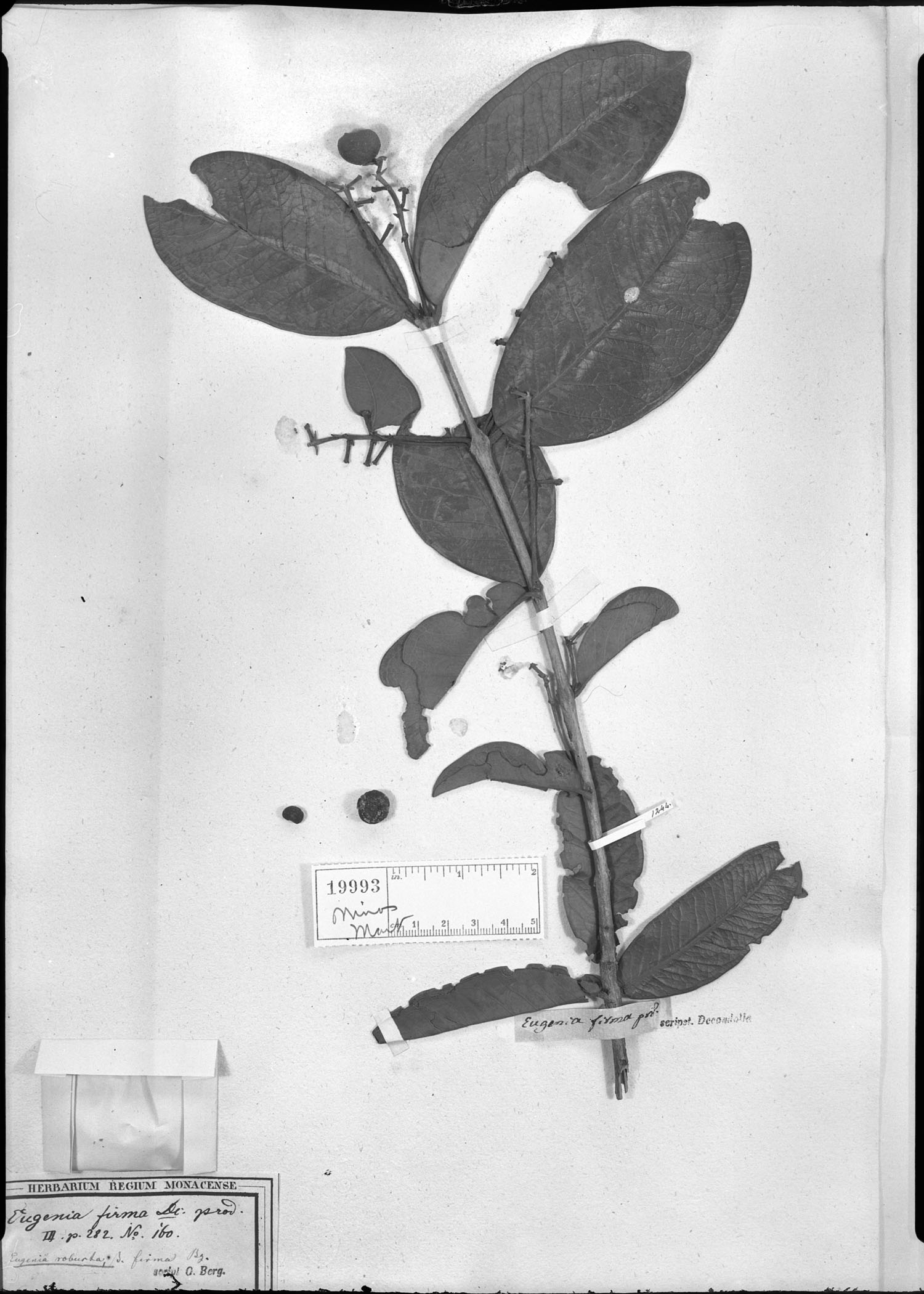 Eugenia capparidifolia image