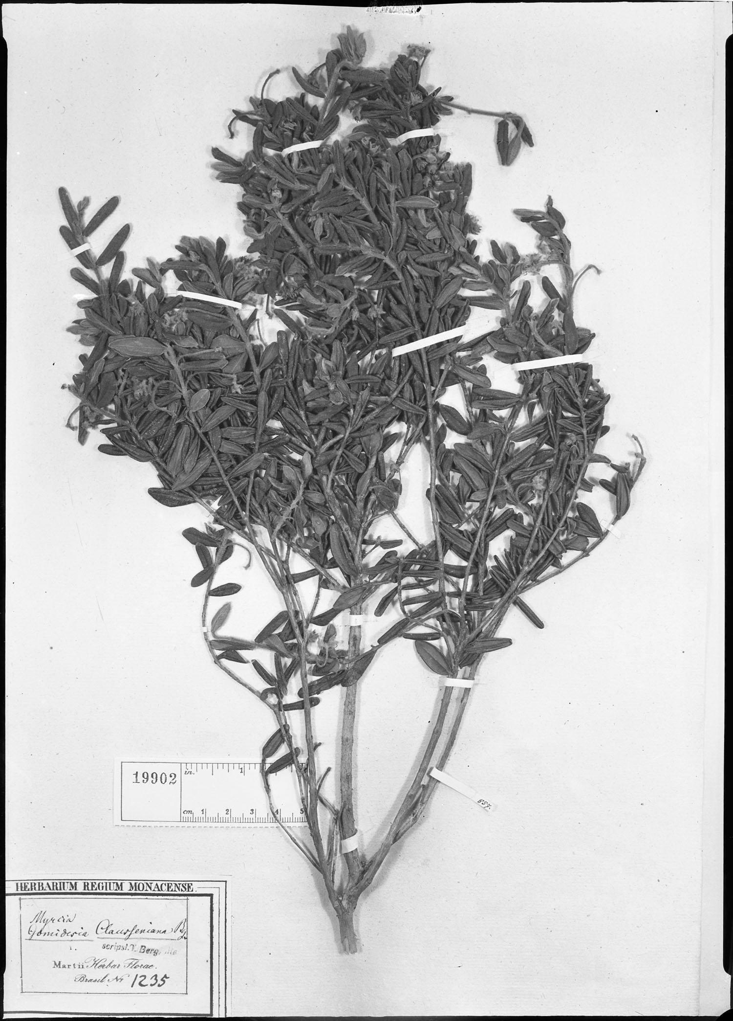 Gomidesia clausseniana image