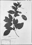 Gouania blanchetiana image
