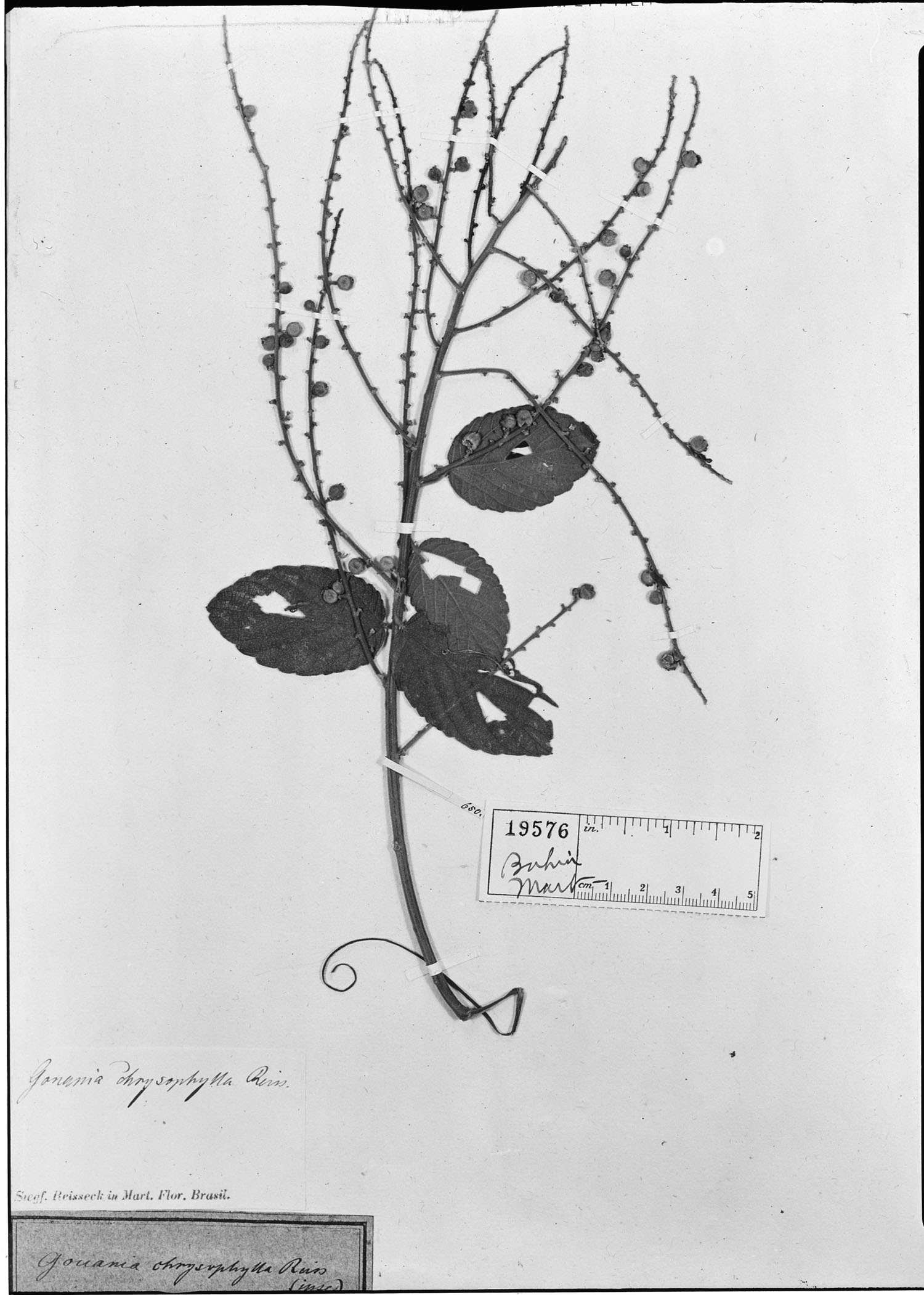 Gouania chrysophylla image