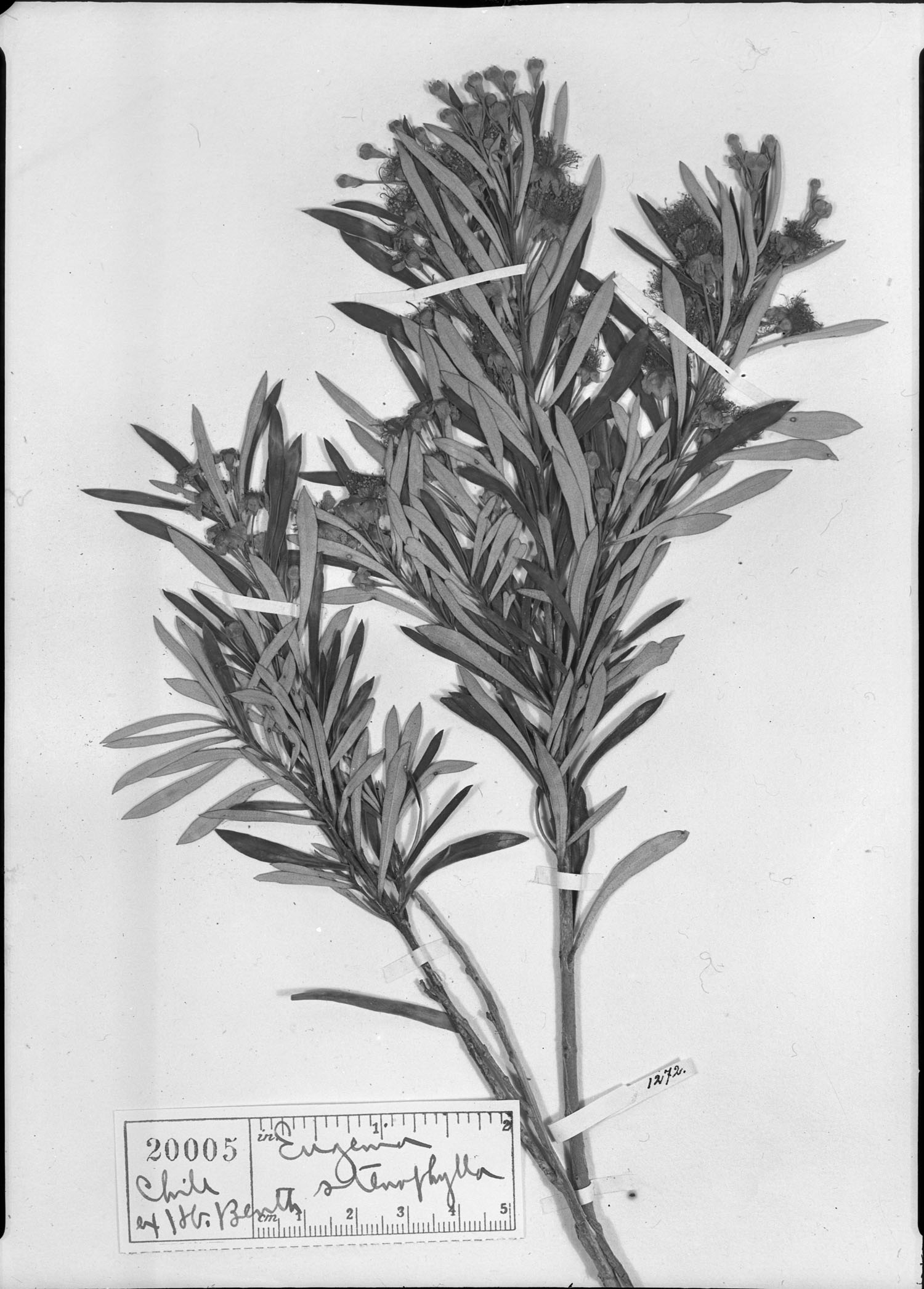 Eugenia stenophylla image