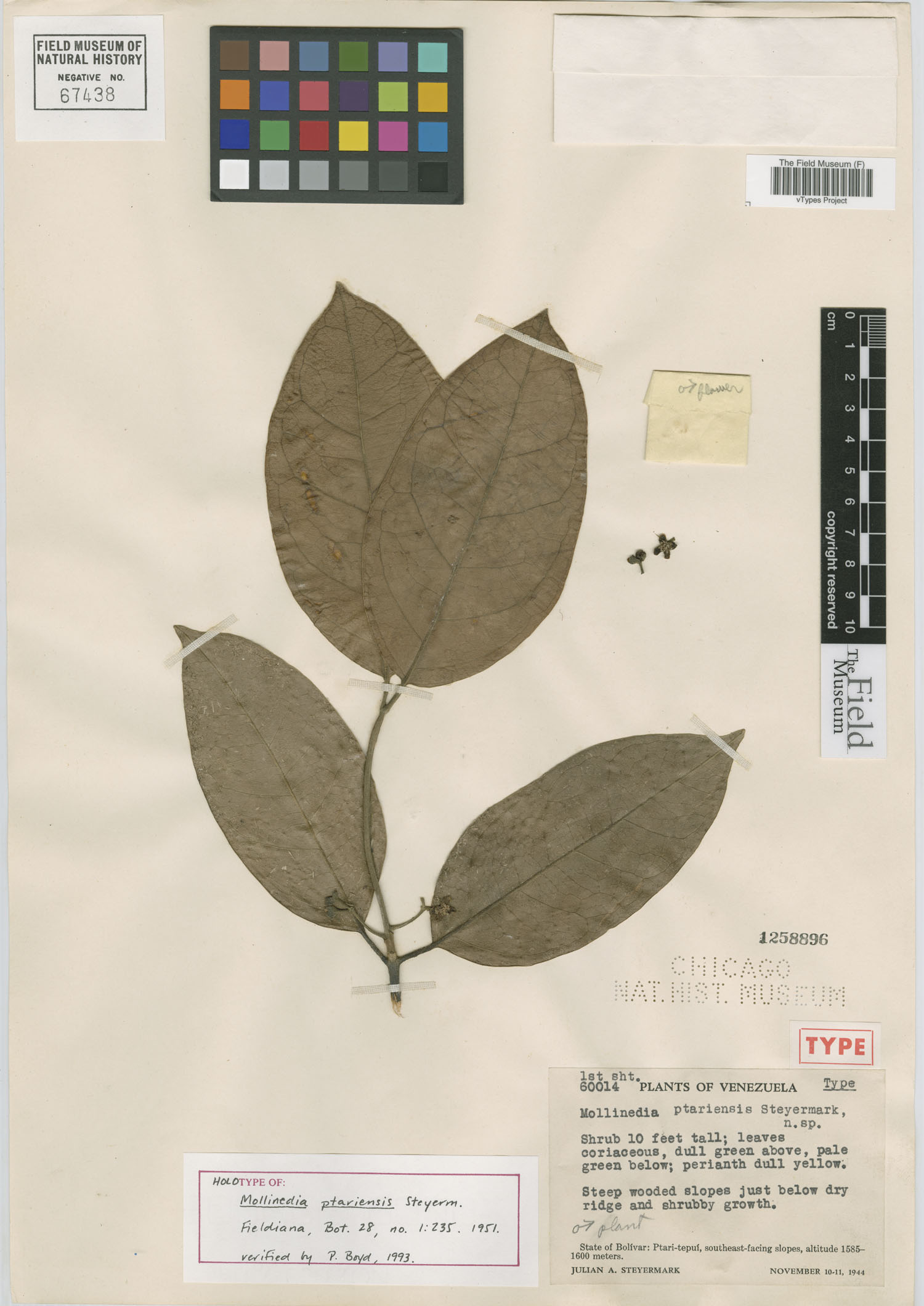 Mollinedia ptariensis image