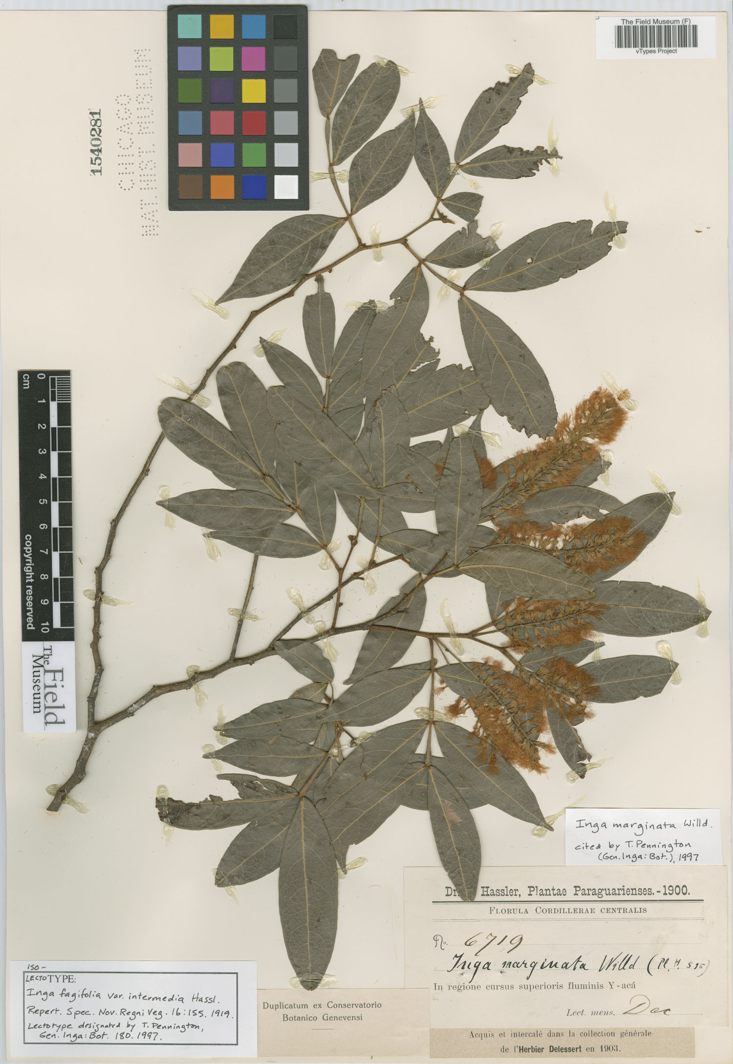Inga fagifolia var. intermedia image