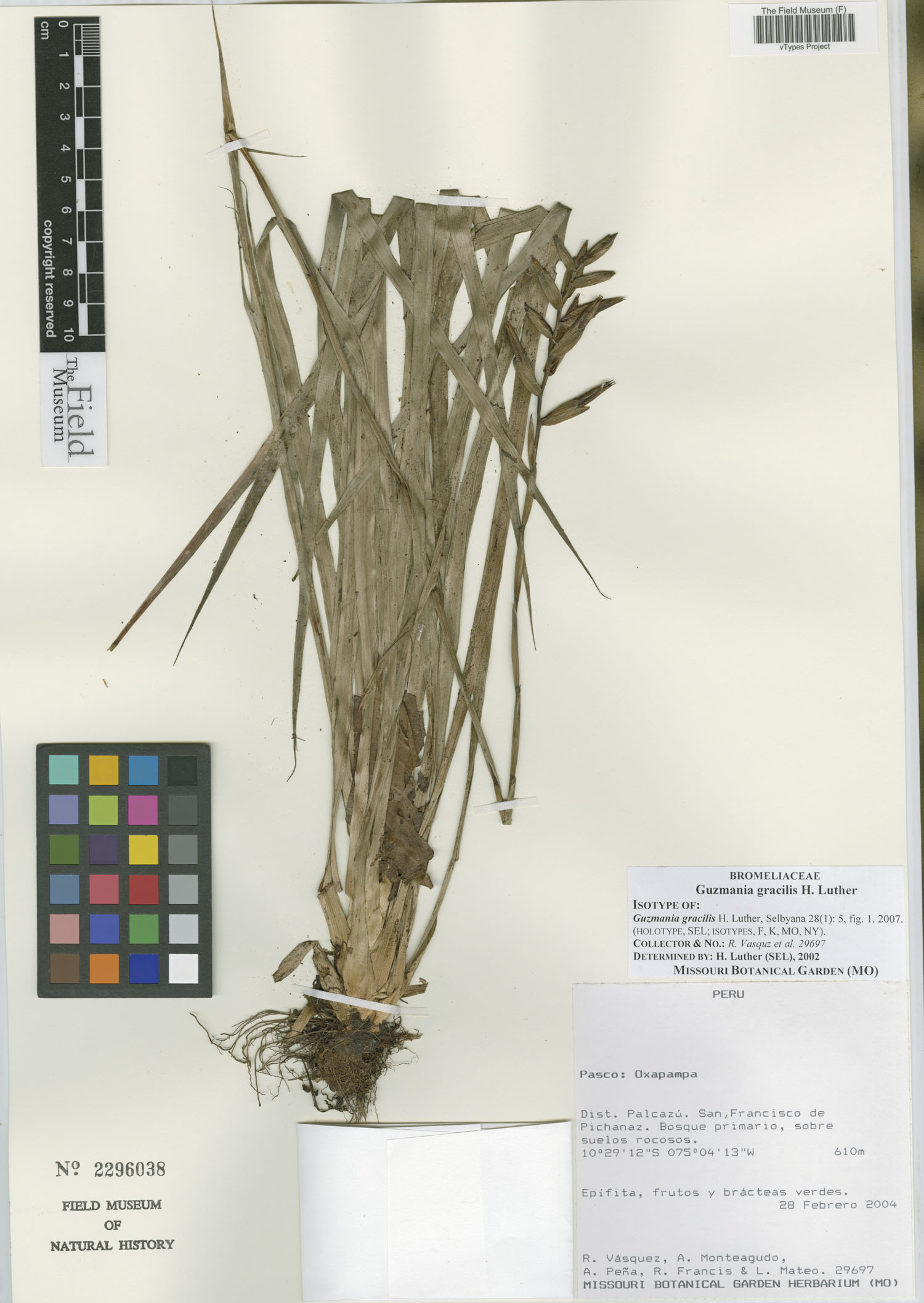 Guzmania gracilis image
