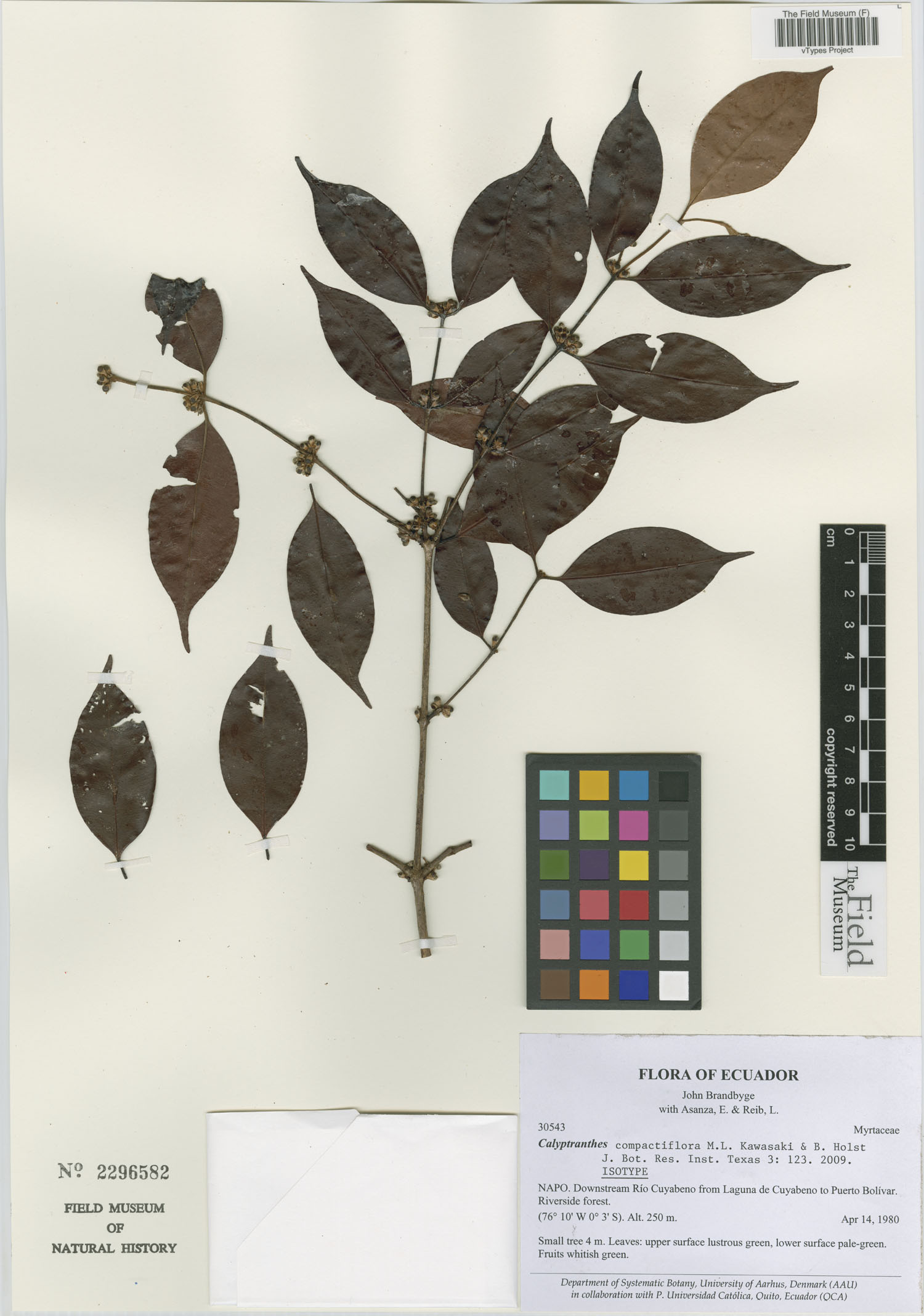 Calyptranthes compactiflora image