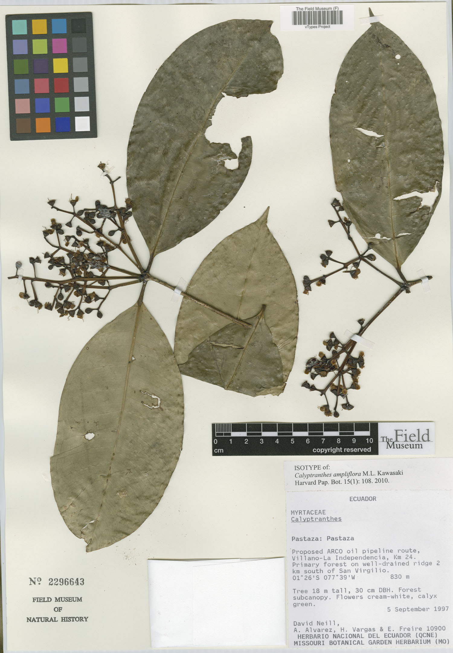 Calyptranthes ampliflora image