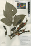 Erythrina peruviana image