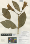 Symbolanthus daturoides image