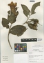 Symbolanthus daturoides image