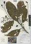 Nectandra pseudocotea image