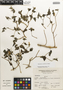 Mentzelia cordifolia image