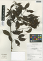 Banisteriopsis caduciflora image
