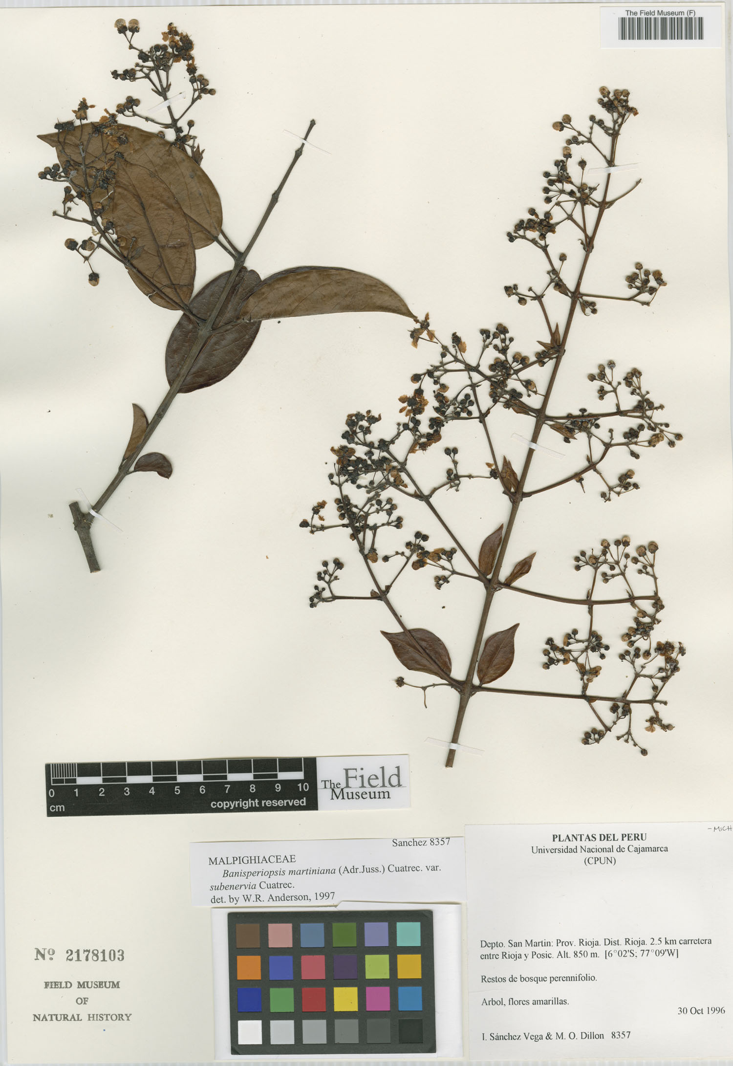Banisteriopsis martiniana var. subenervia image