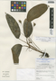 Calathea microcephala image