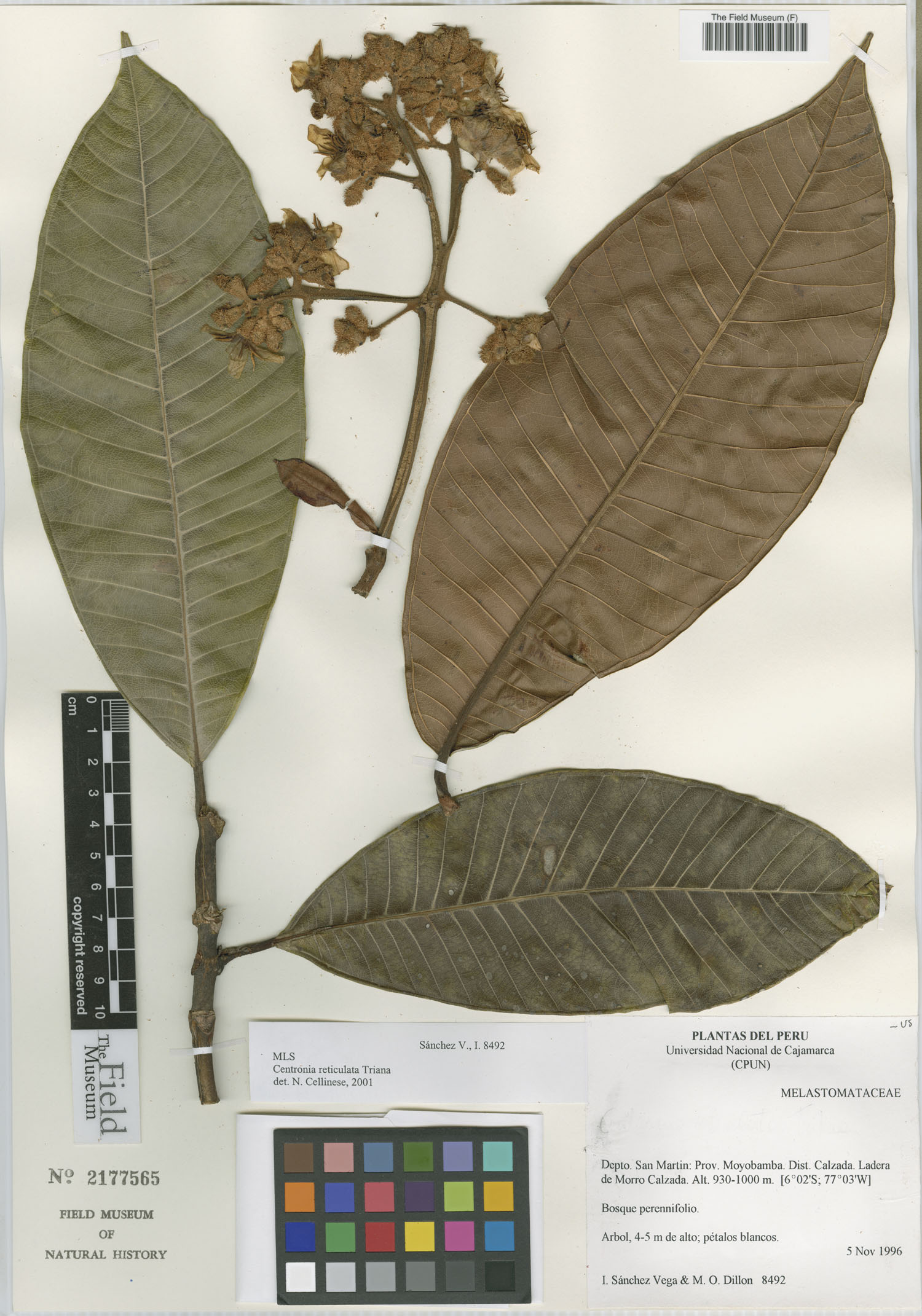 Centronia reticulata image