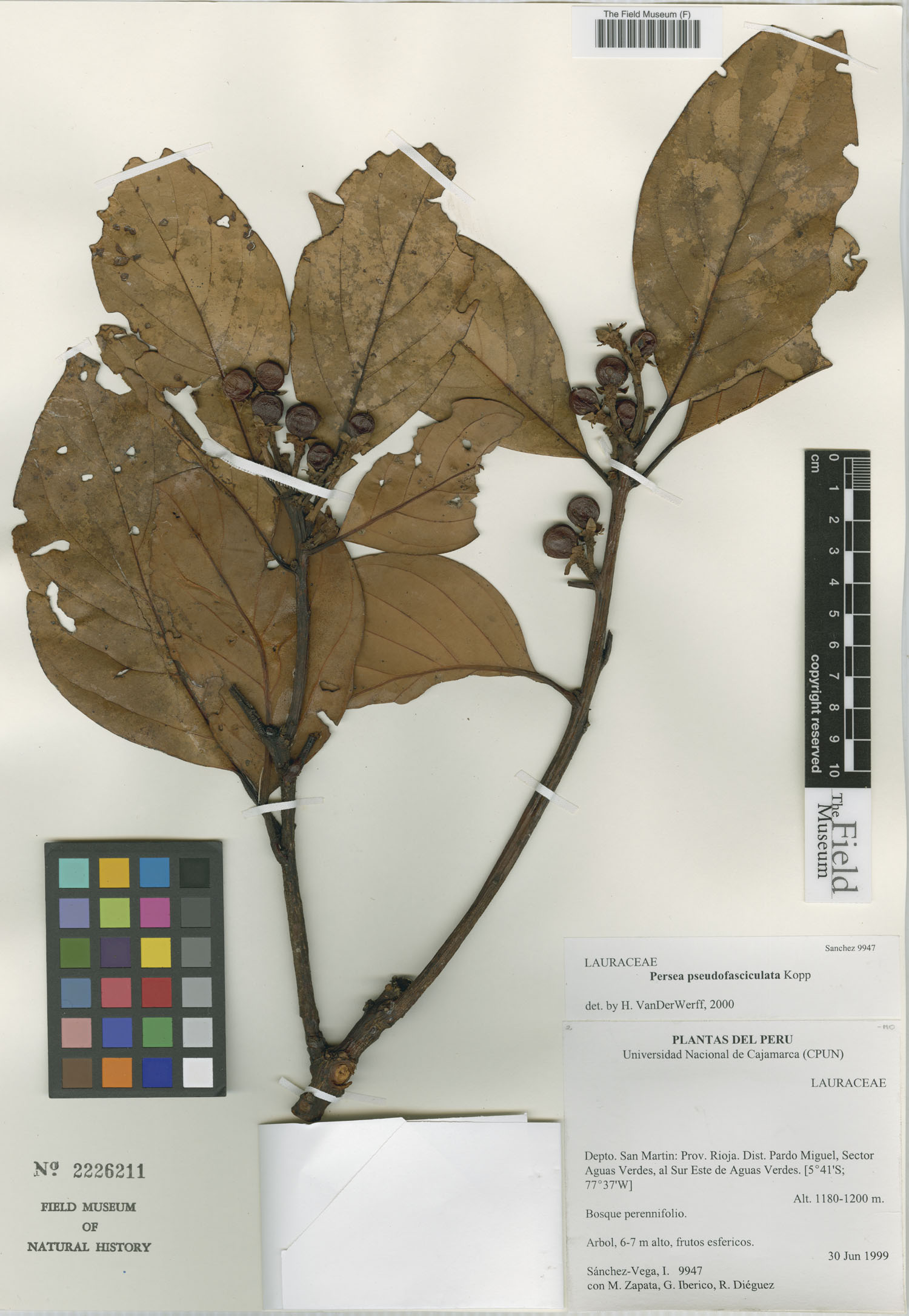 Persea pseudofasciculata image