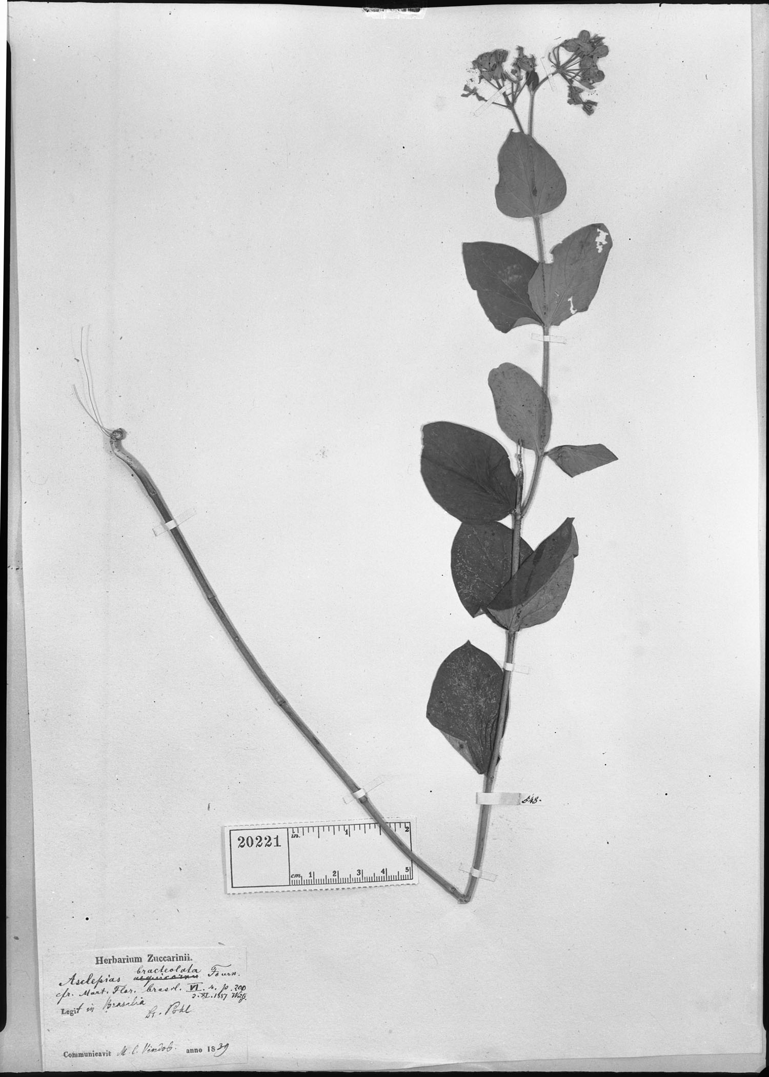 Asclepias bracteolata image