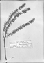 Minaria hemipogonoides image