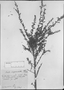 Evolvulus scoparioides image