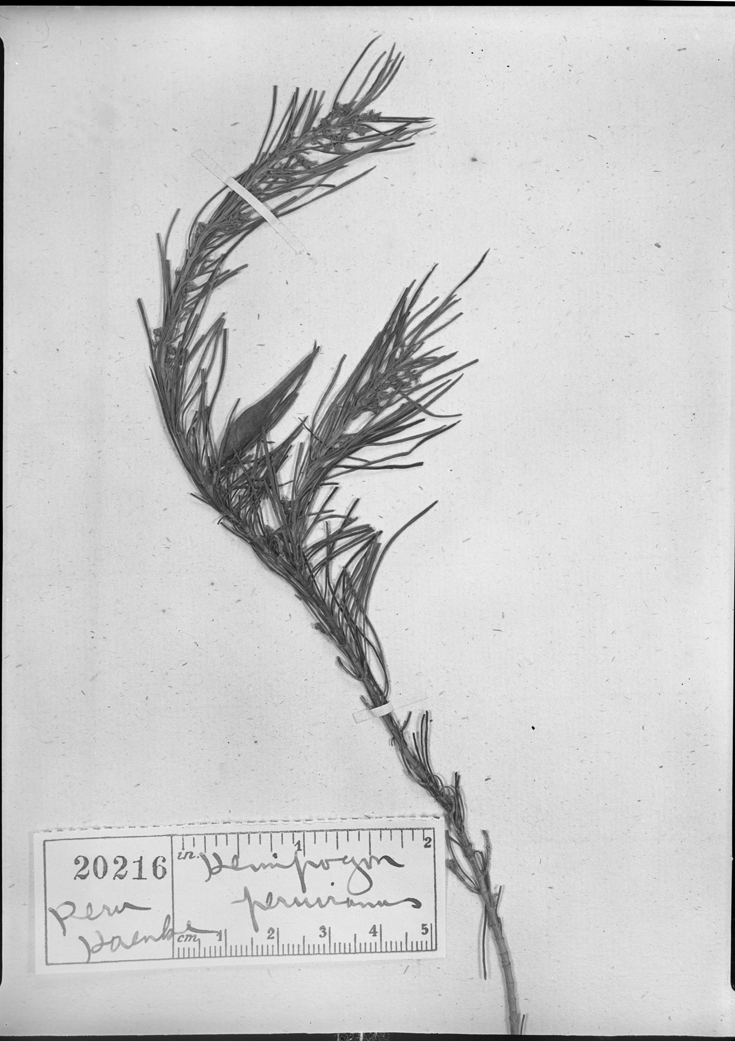 Hemipogon peruvianus image