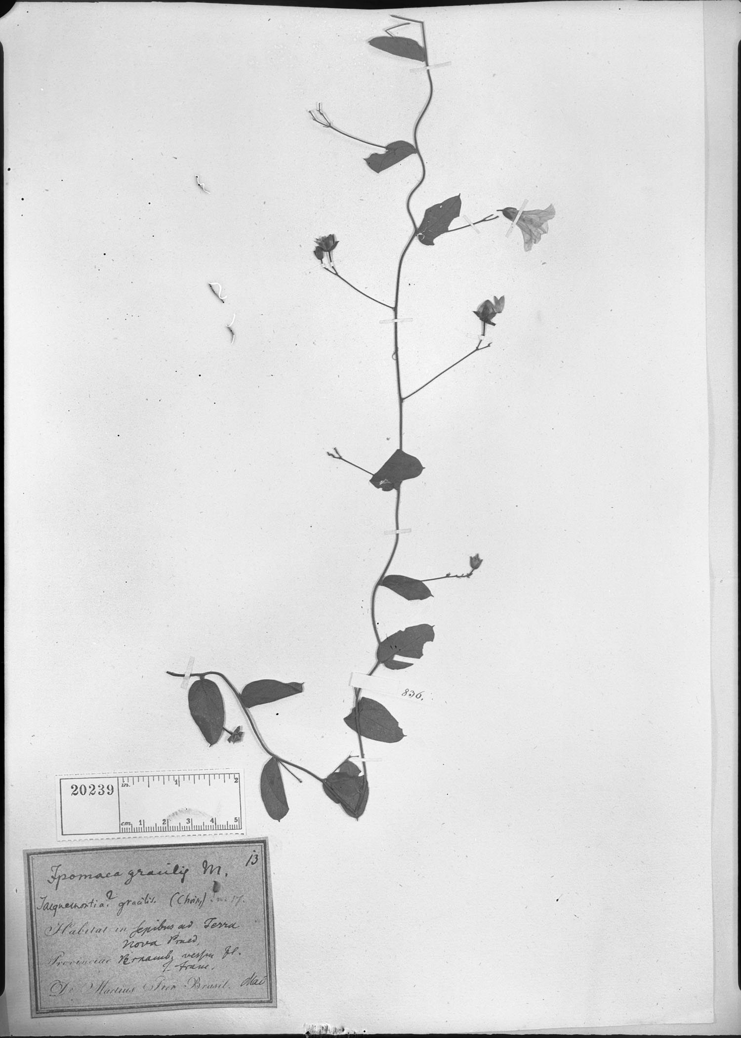 Jacquemontia gracilis image