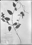 Jacquemontia grandiflora image
