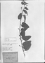 Jacquemontia guyanensis image