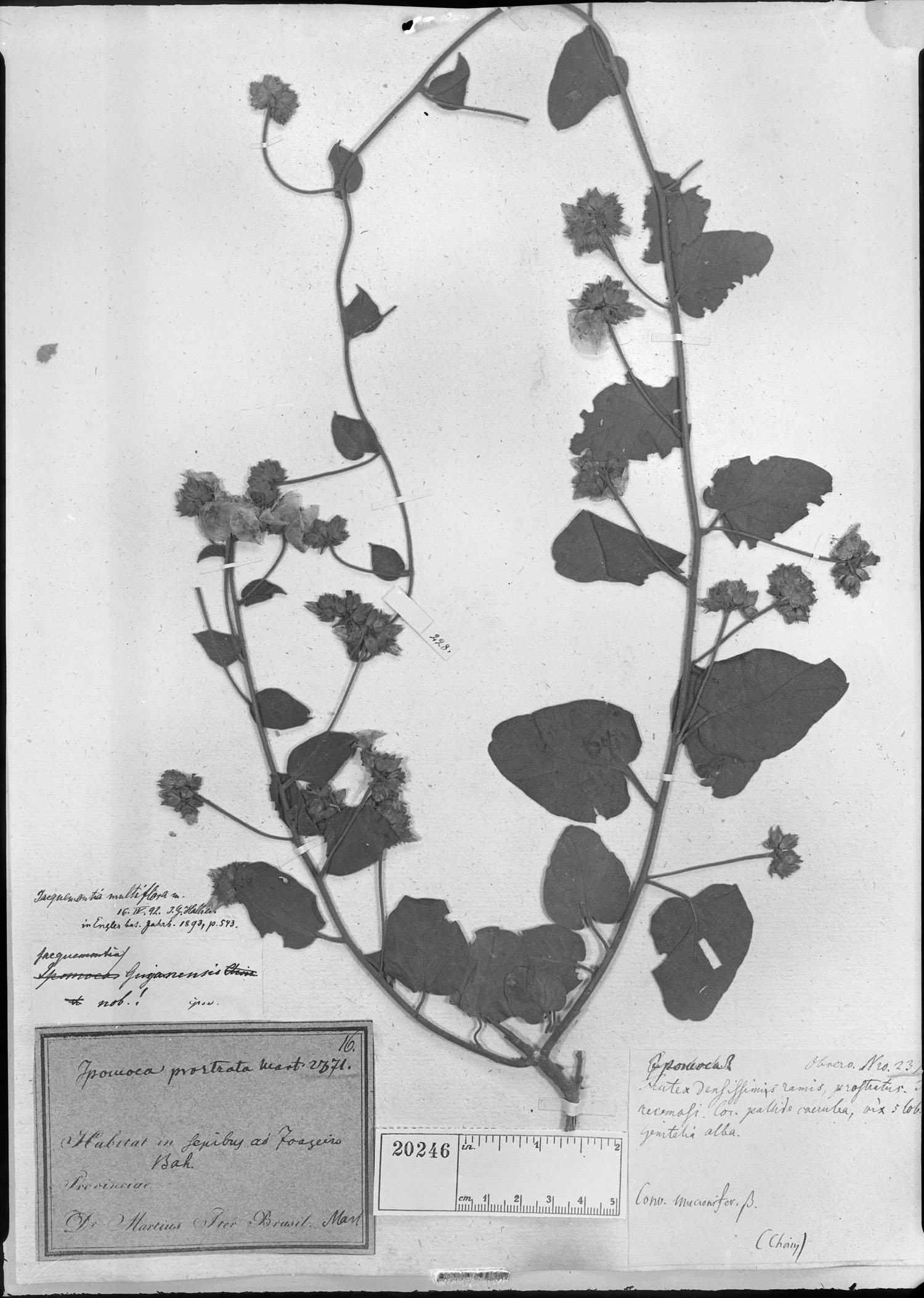 Jacquemontia multiflora image